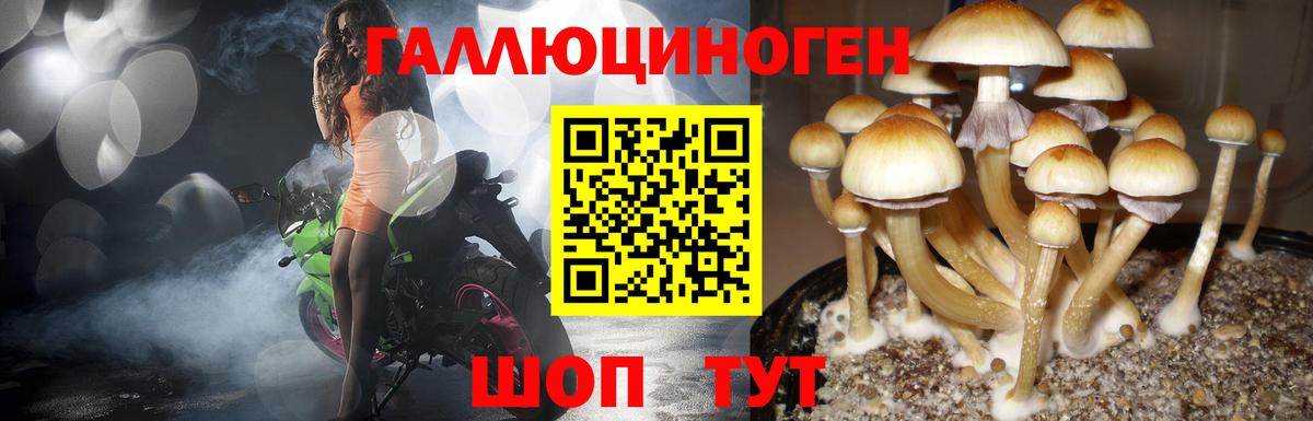 Псилоцибиновые грибы GOLDEN TEACHER  Псилоцибиновые грибы Psilocybe  где найти   Шахты 